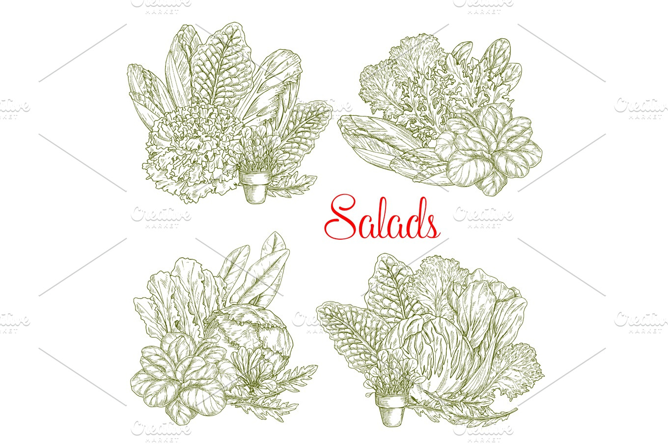 Vector sketch salads and farm lettuces vegetables | Food Illustrations ...