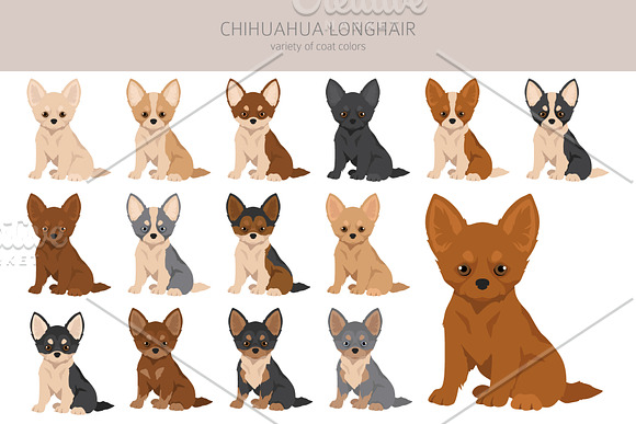 chiwawa clipart