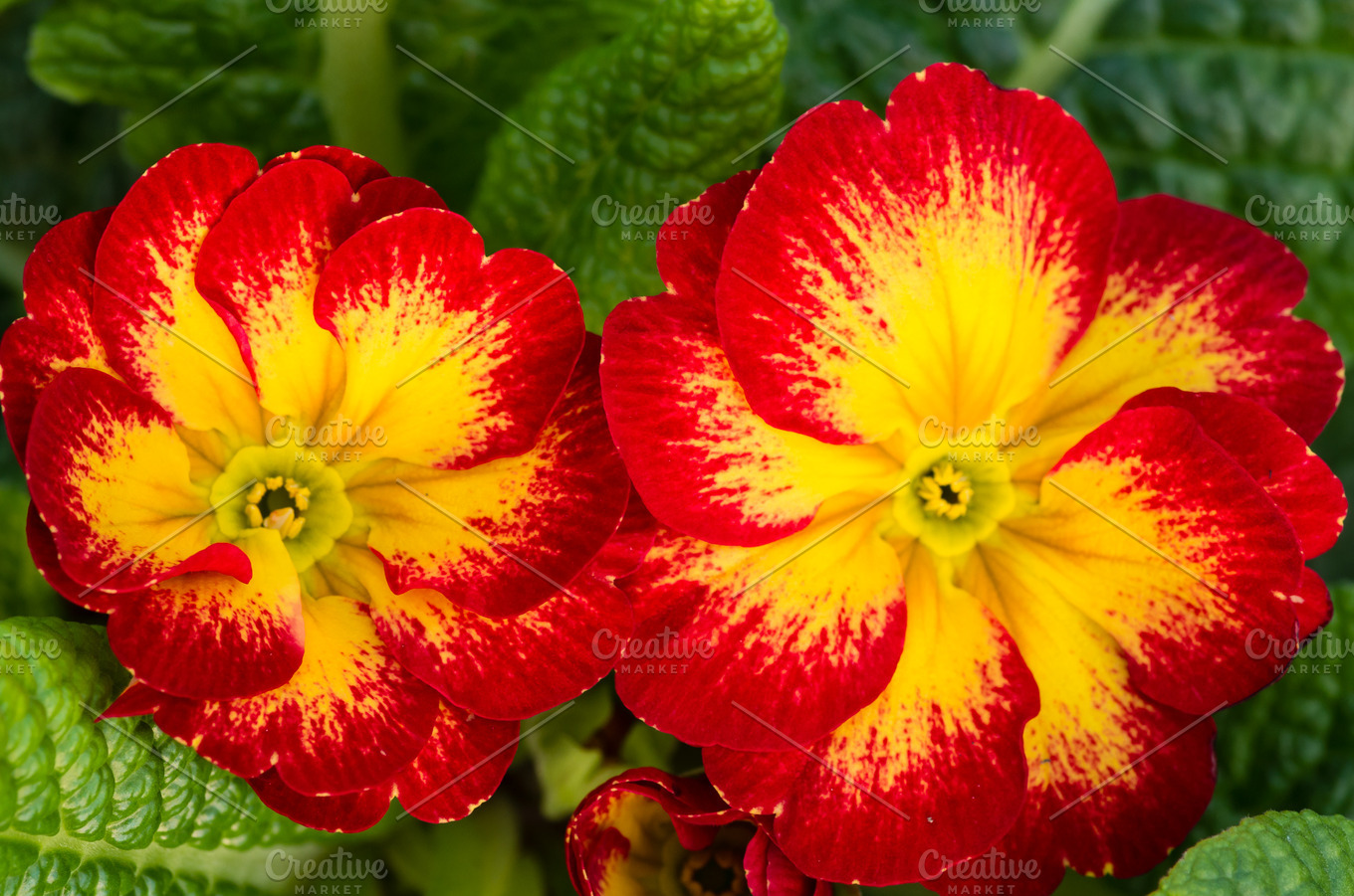 Red And Yellow Primrose Flowers Nature Stock Photos Creative Market