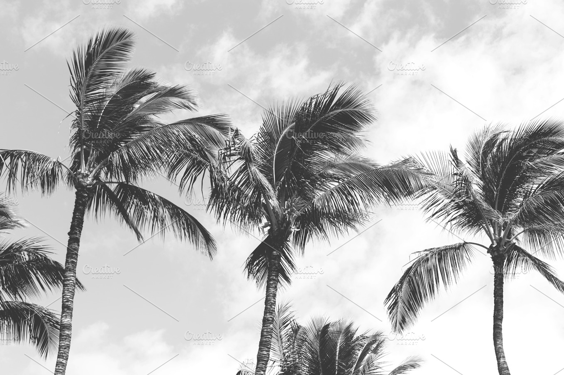 Palm trees in black & white | High-Quality Stock Photos ~ Creative Market