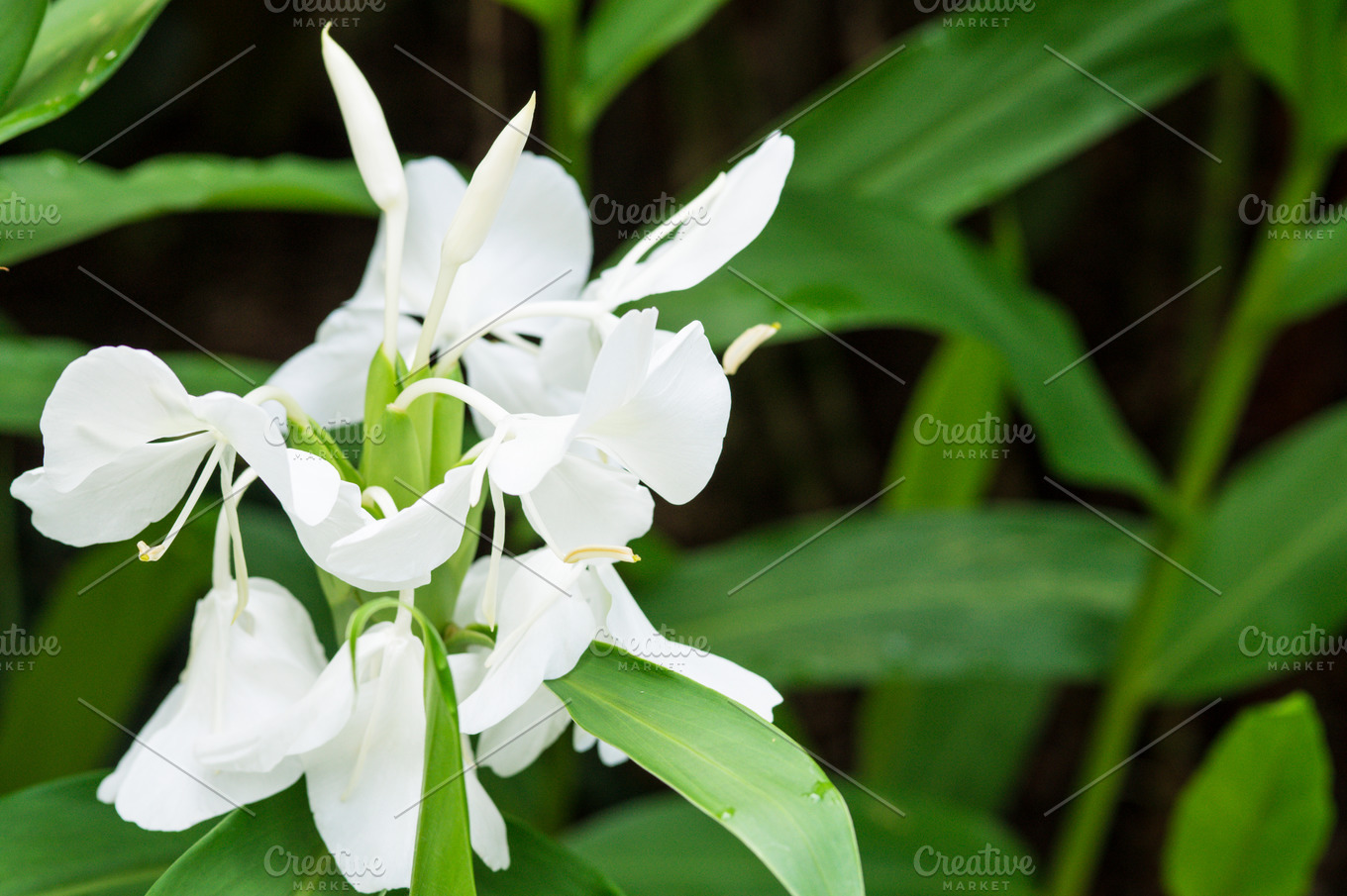 White Ginger Lily Hedychium Coronarium Flower In Singapore High Quality Nature Stock Photos Creative Market