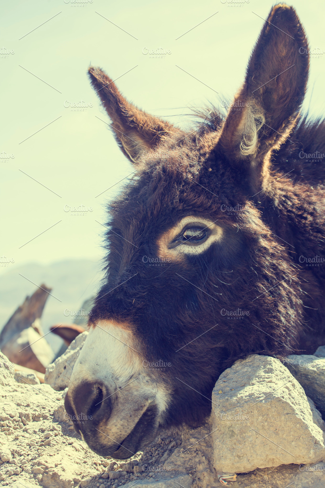 Black donkey | High-Quality Animal Stock Photos ~ Creative Market