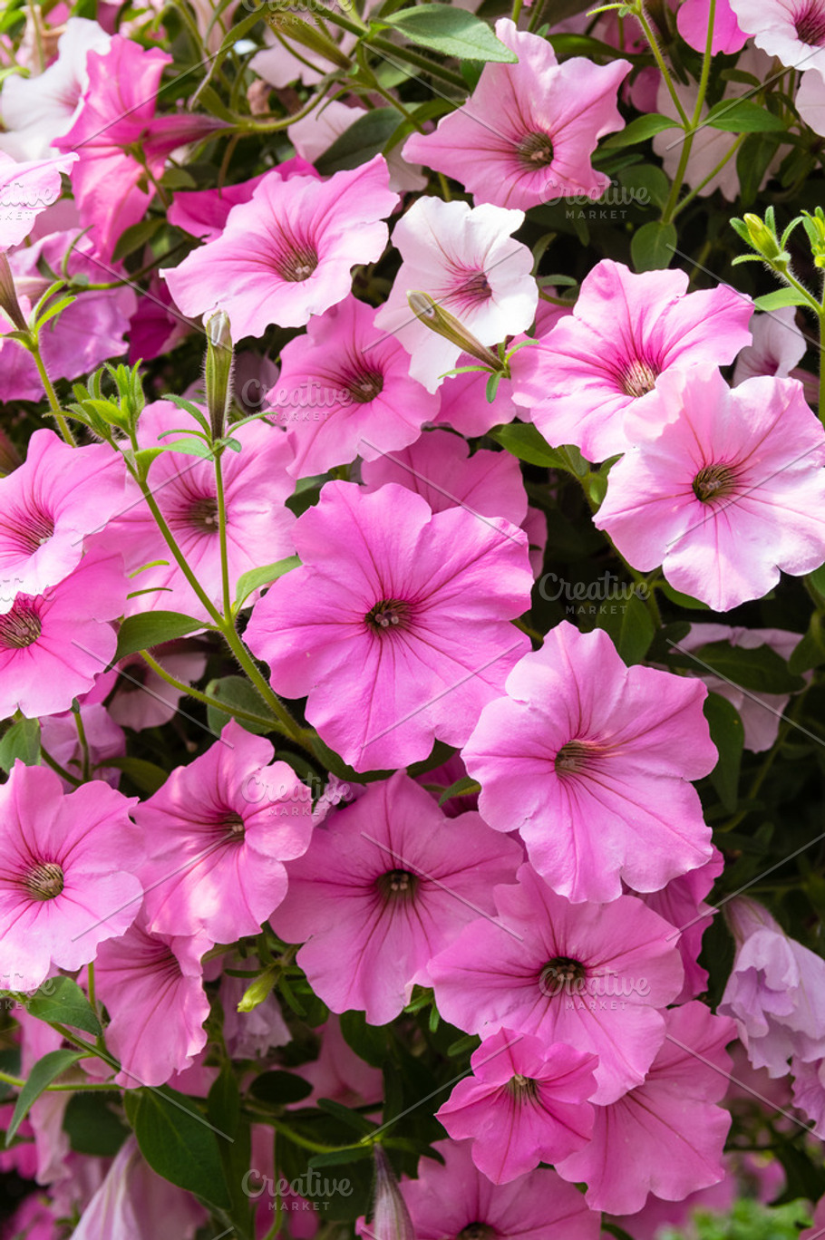 Pink petunia flowers | High-Quality Nature Stock Photos ~ Creative Market