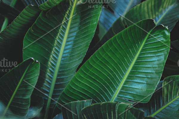 Dark jungle leaves featuring jungle leaves, rainforest leaves, and