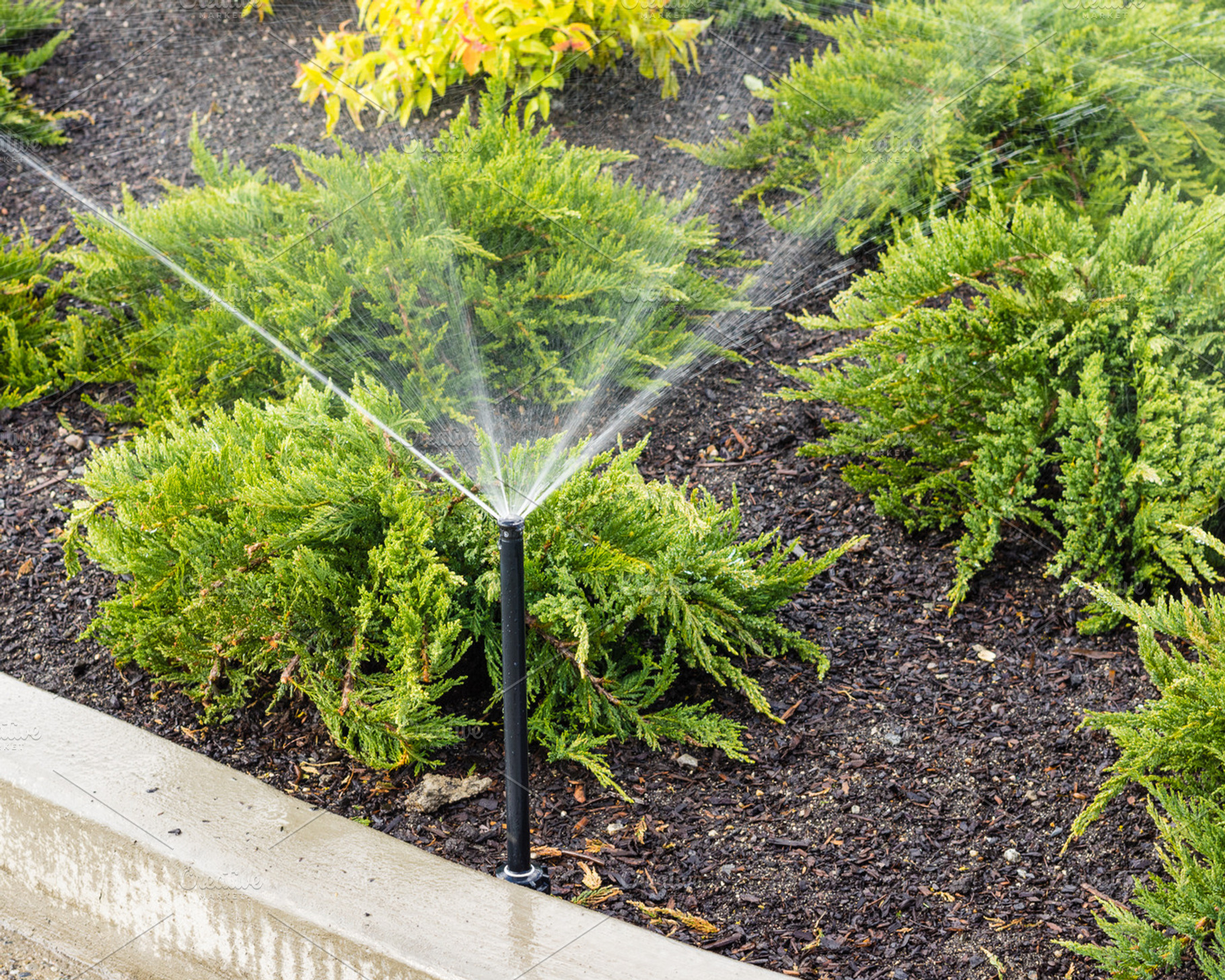 Irrigation sprinkler in flower bed containing plant, plants, and green