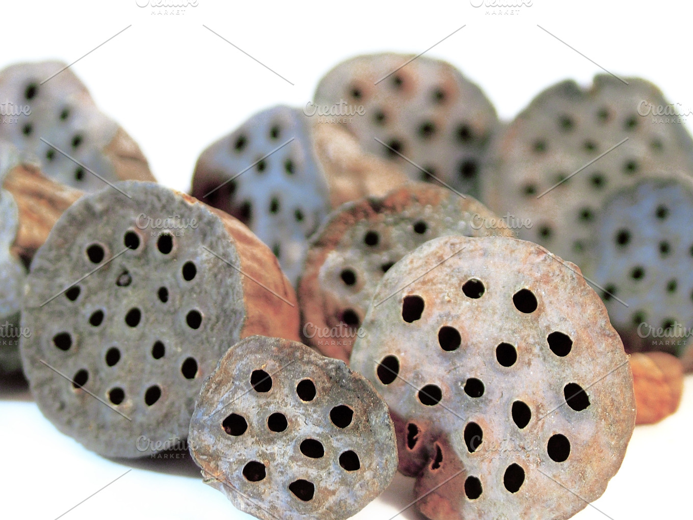 Lotus pods stock photo containing white and background | Nature Stock