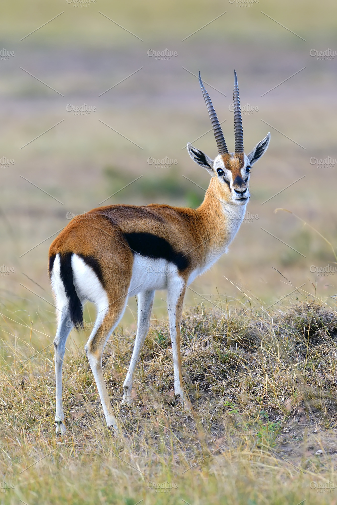 thompson-gazelle-containing-safari-gazelle-and-animal-animal-stock