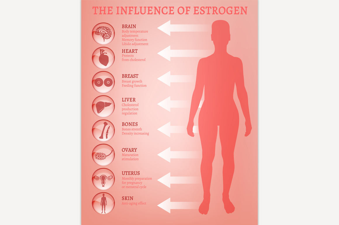 estrogen-effects-infographic-education-illustrations-creative-market