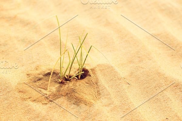 Blades Of Grass Growing In The Desert Containing Growth Dubai And Outdoors High Quality Nature Stock Photos Creative Market