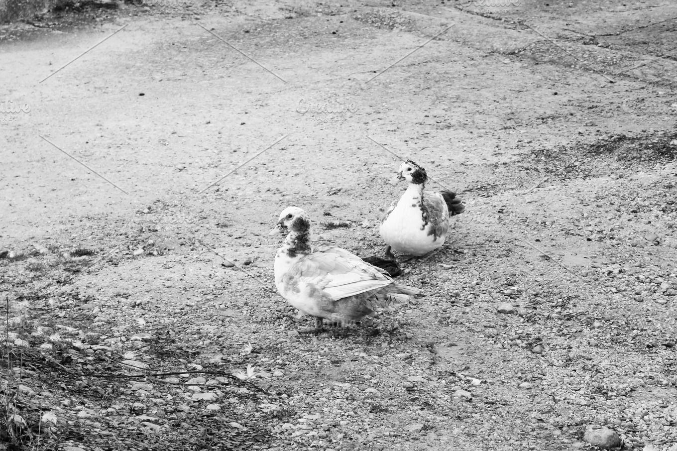 Ducks background stock photo containing bird and duck | Animal Stock