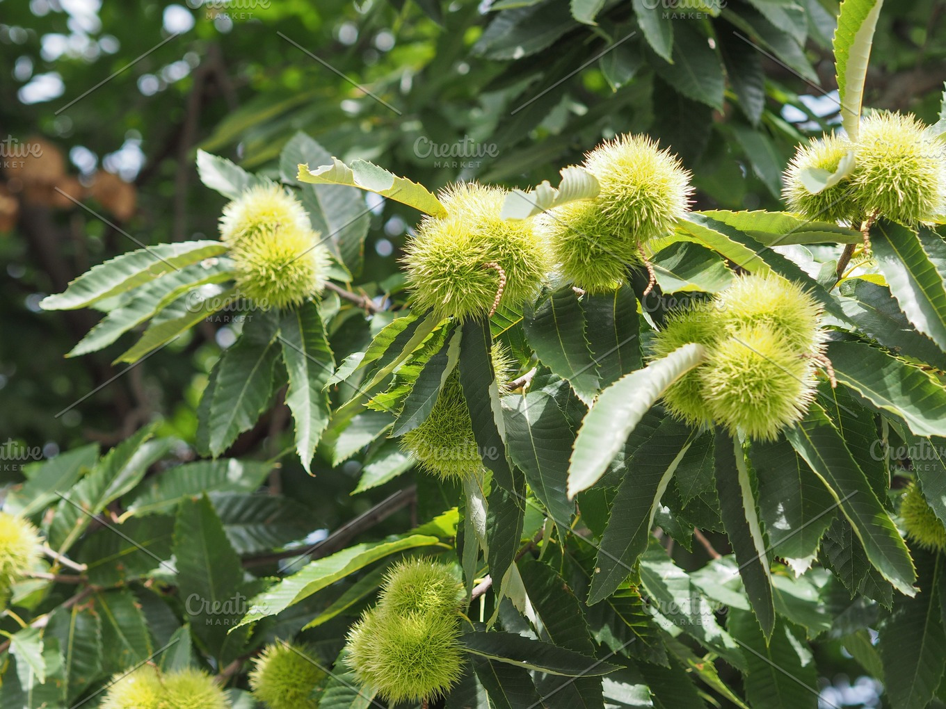 Chestnut Tree With Fruits 