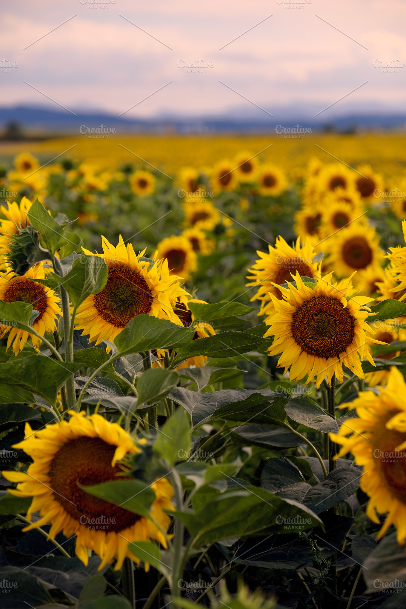 Beautiful sunflowers | High-Quality Nature Stock Photos ~ Creative Market