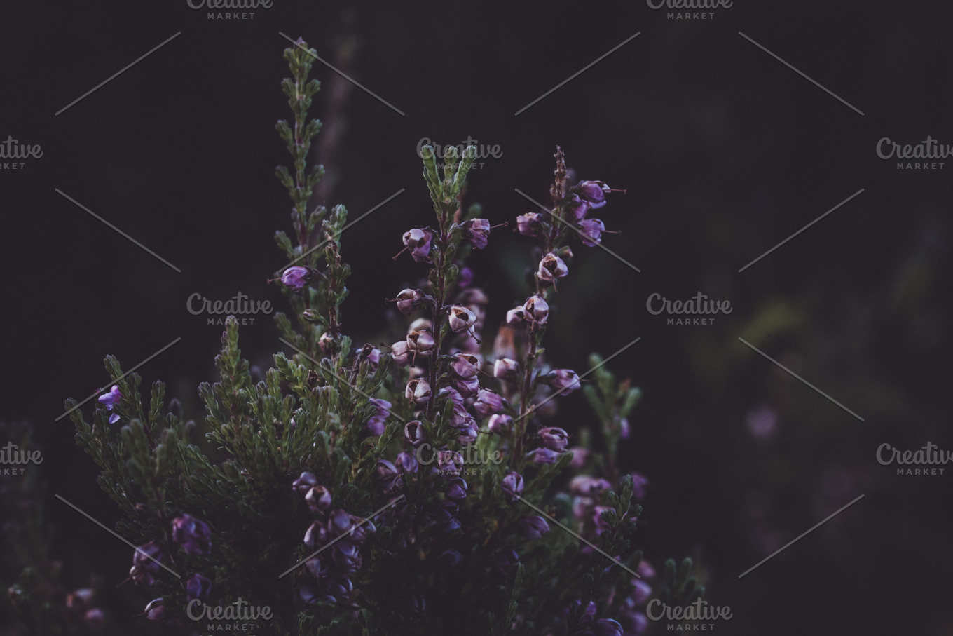 Minimal dark flower background stock photo containing autumn and background  | Nature Stock Photos ~ Creative Market