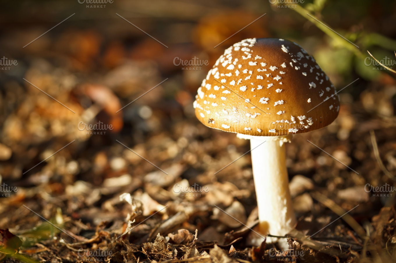 toadstool-mushrooms-nature-stock-photos-creative-market