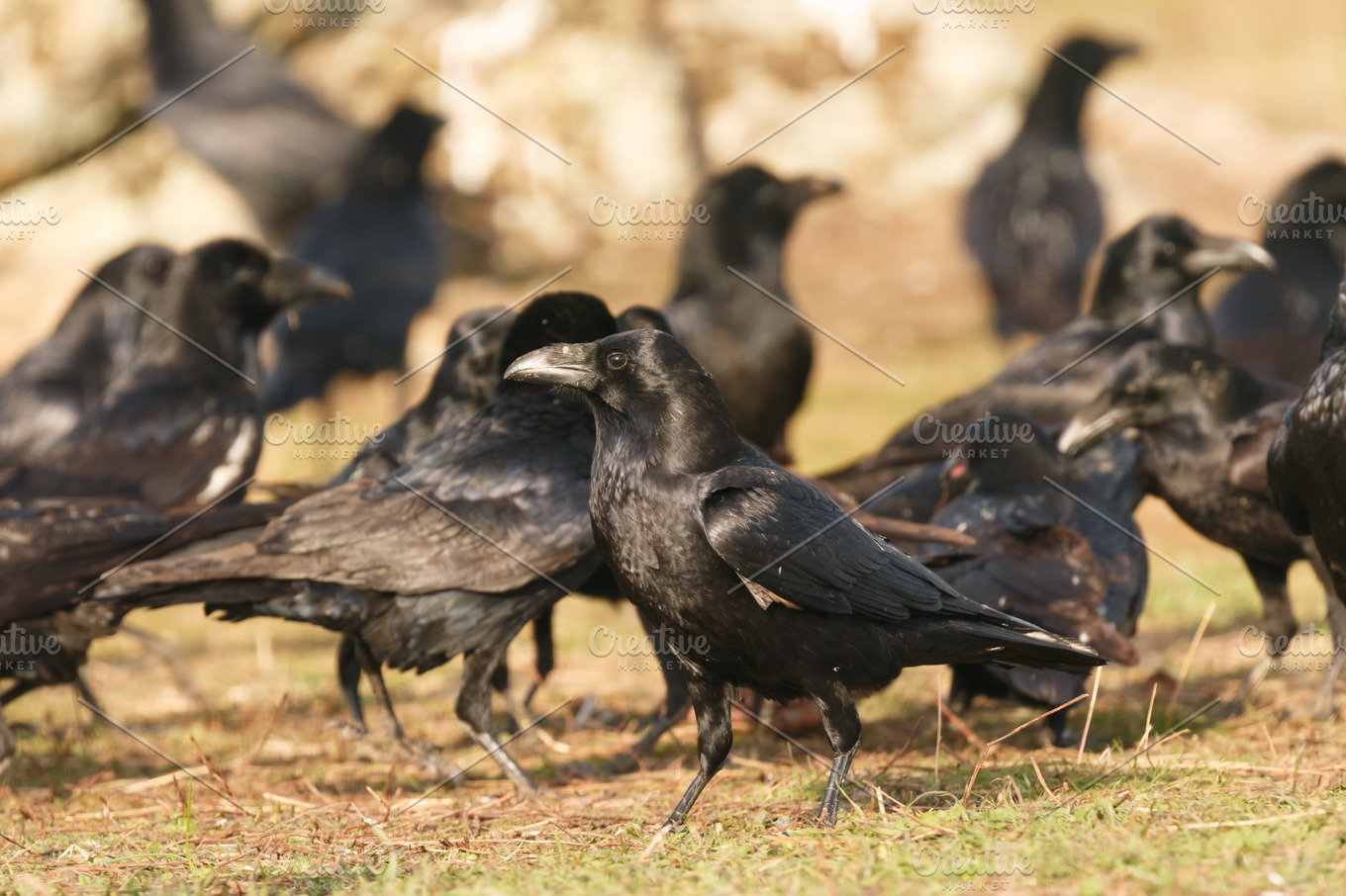 birds-life-featuring-crow-bird-and-raven-animal-stock-photos