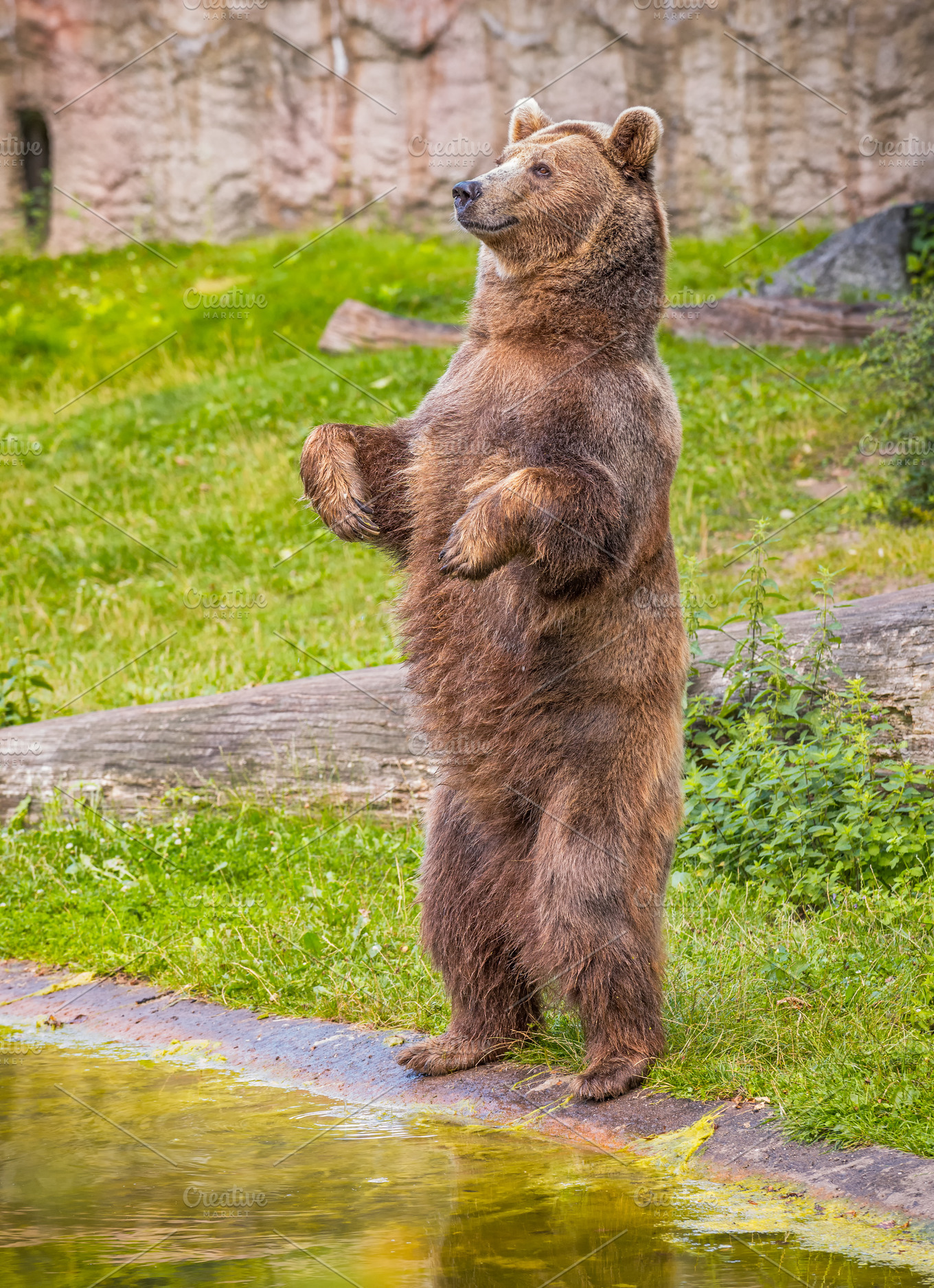 brown-bear-standing-on-its-hind-legs-animal-stock-photos-creative