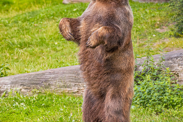 bear long legs