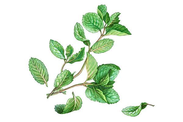 Mint Leaves & Stems Pencil Drawing | Custom-Designed Illustrations