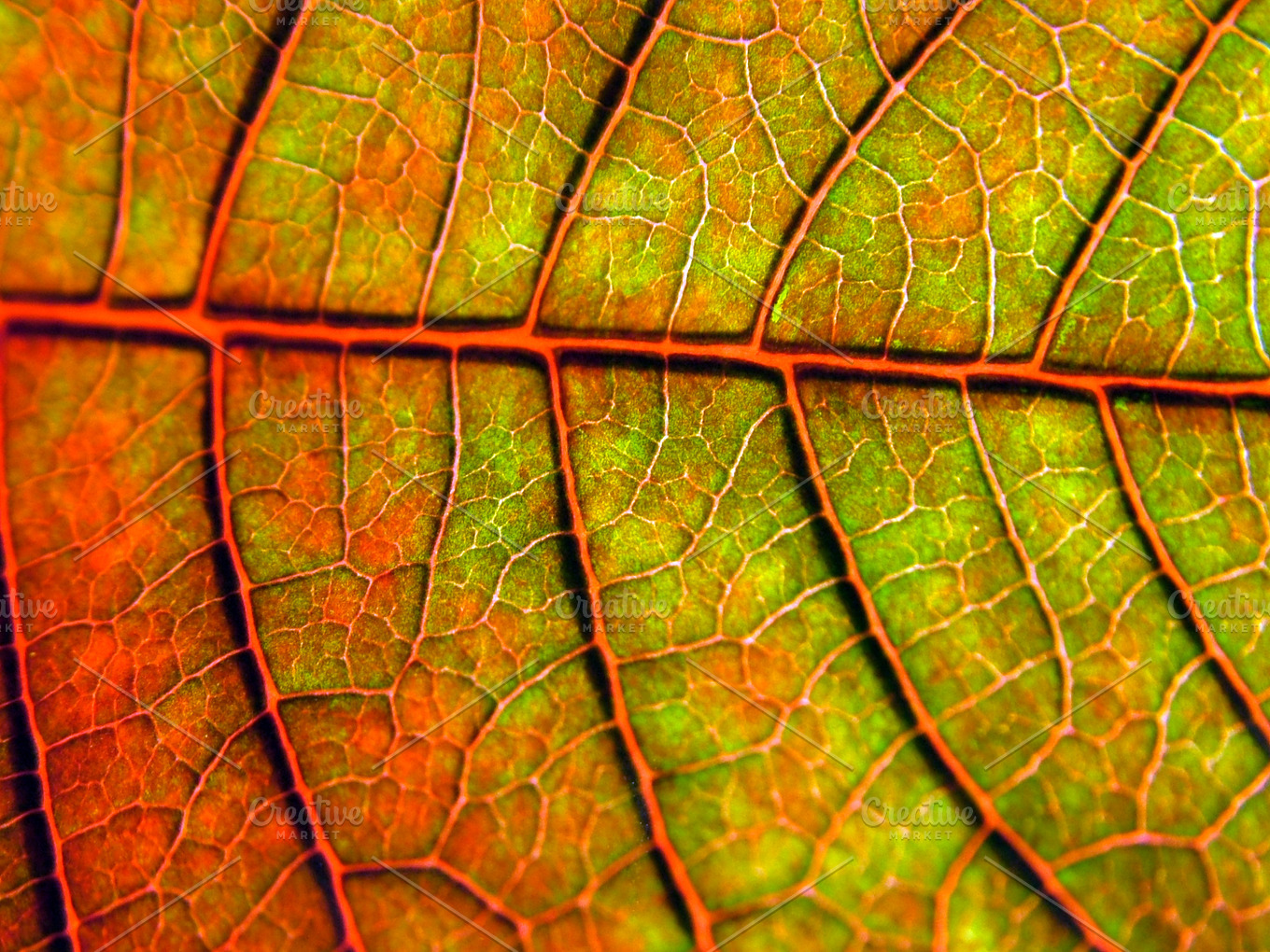 Leaf texture featuring leaf texture, macro, and surface | Nature Stock ...