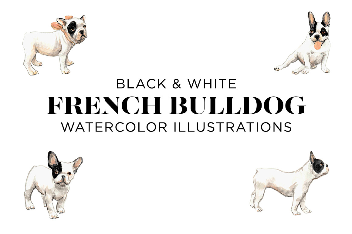 Black and White French Bulldogs | Animal Illustrations ~ Creative Market