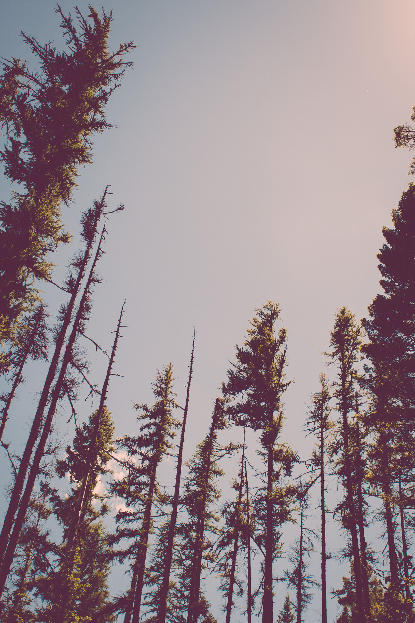 Forest Treetops | High-Quality Nature Stock Photos ~ Creative Market