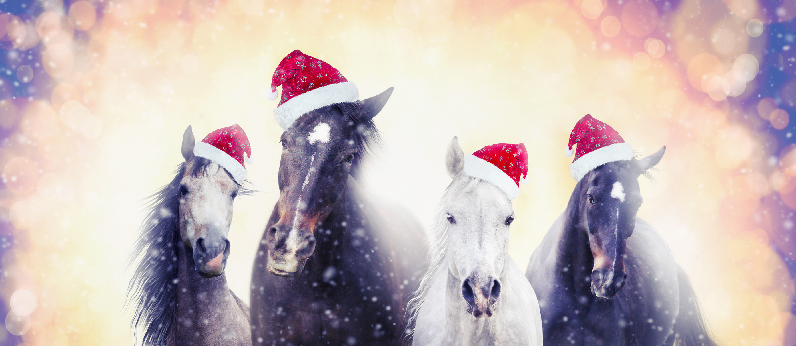 Christmas horses with Santa hat | Animal Stock Photos ~ Creative Market