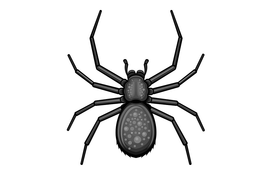 Black Spider Icon | Pre-Designed Illustrator Graphics ~ Creative Market