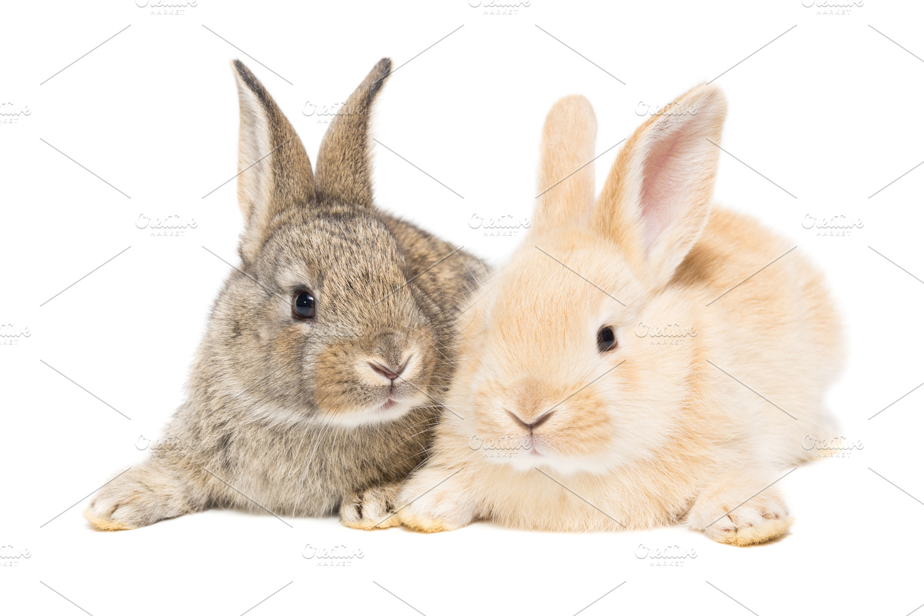 rabbit-on-a-white-background-stock-photo-containing-rabbit-and-bunny