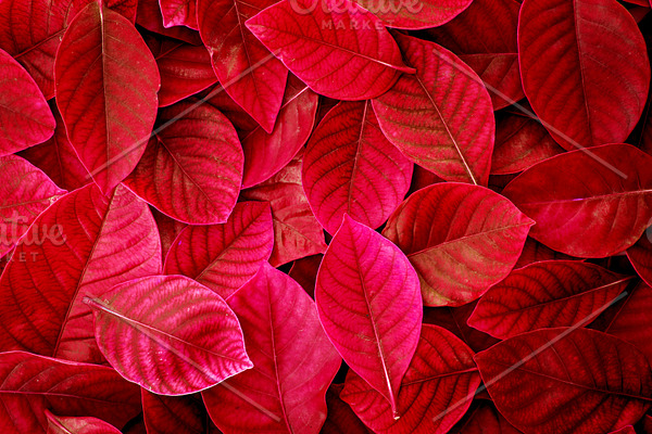 Tropical Red Leaves High Quality Nature Stock Photos Creative Market