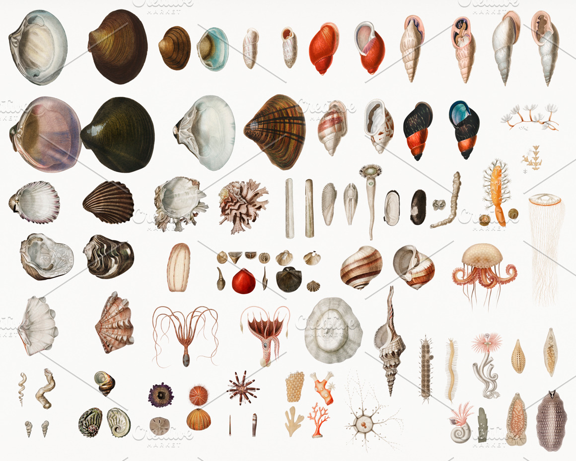 different-types-of-mollusks-stock-photos-creative-market