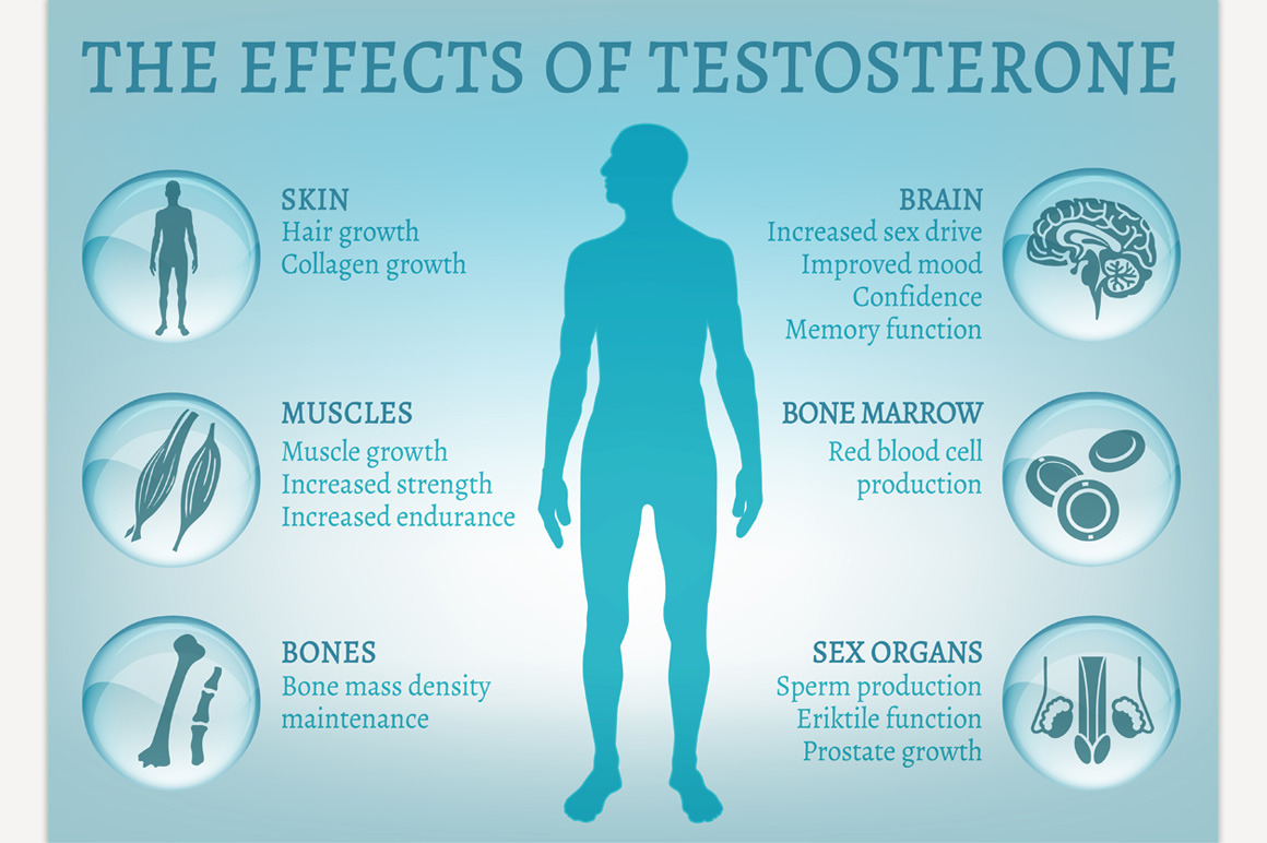 Testosterone Effects Infographics | Education Illustrations ~ Creative