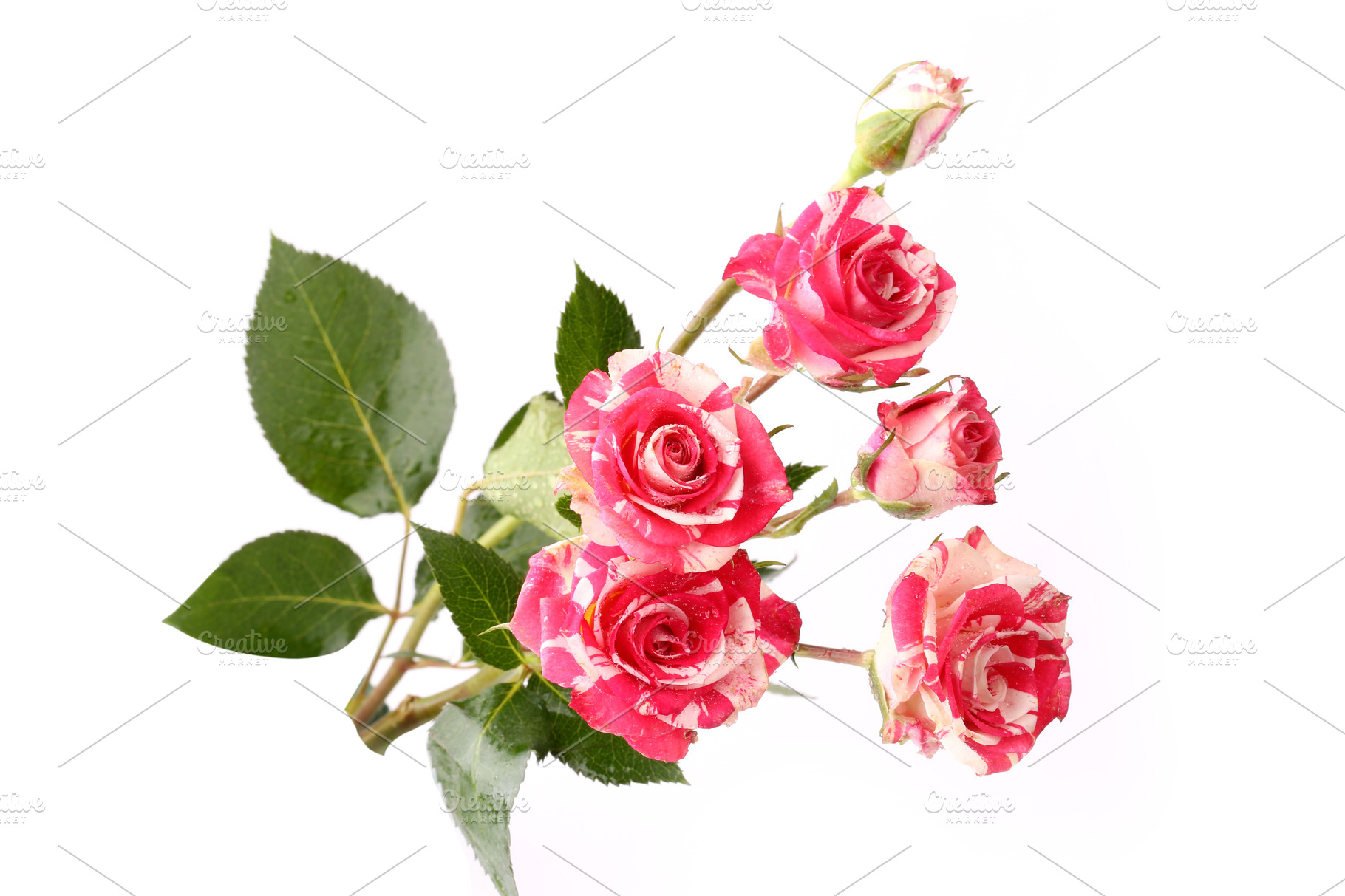 Shrub roses isolated on white background stock photo containing rose and | Nature Stock Photos