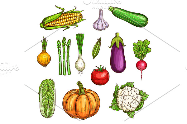 Vegetable and farm market veggies sketches | Pre-Designed Illustrator