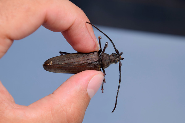 Beetle bark beetle. Imago of an insect. Beetle with long ...