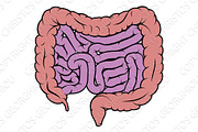 Intestine Gut Digestive System Diagram | Graphic Objects ~ Creative Market