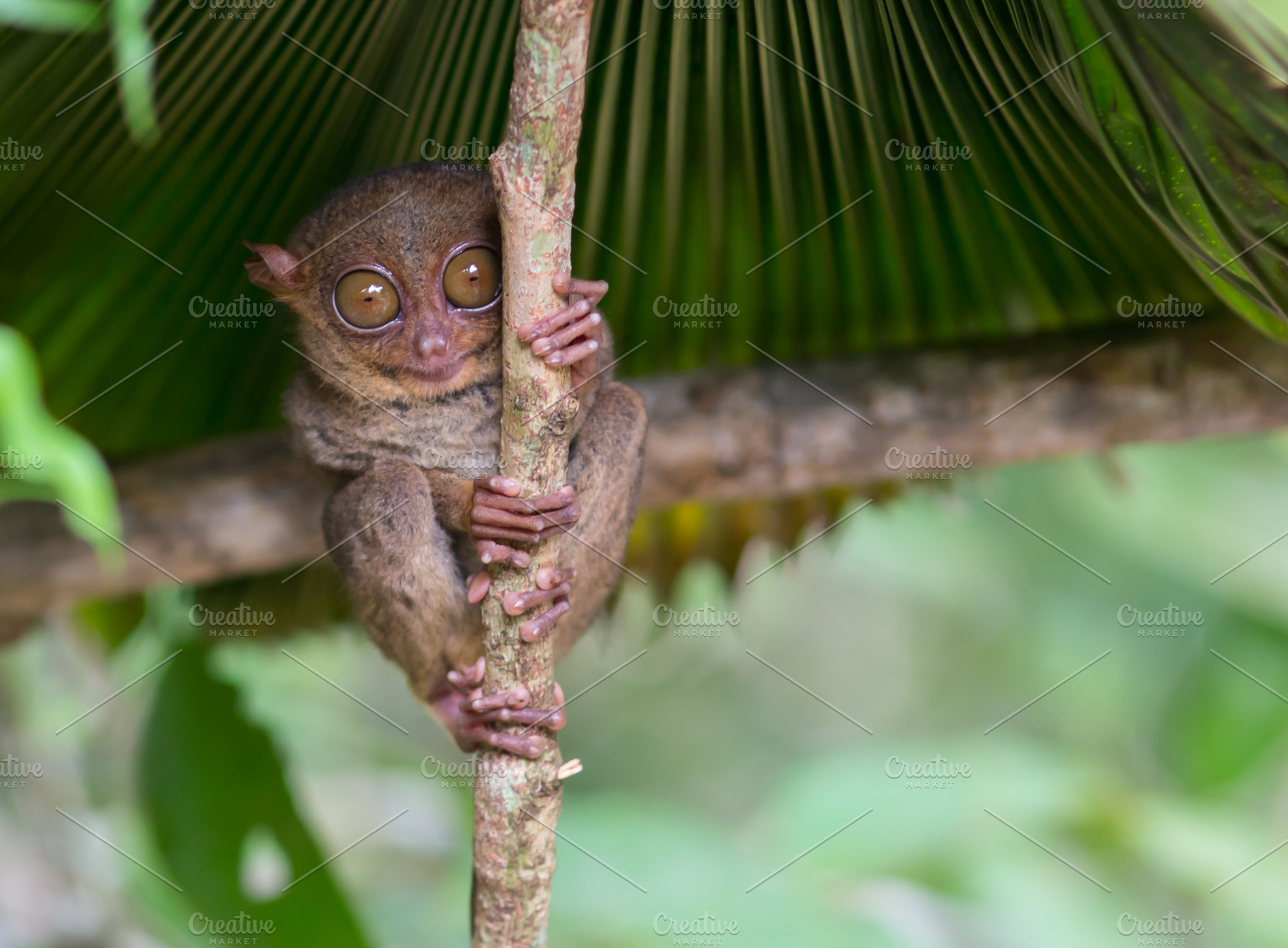 Where Can You Find Tarsier