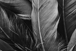 Feather Photography, White Feathers Print, One Black Feather, Black and White  Feathers, Black and White Photography, Feather Art Print -  Israel