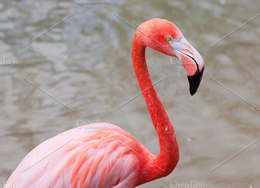 Pink Flamingo High Quality Animal Stock Photos Creative Market