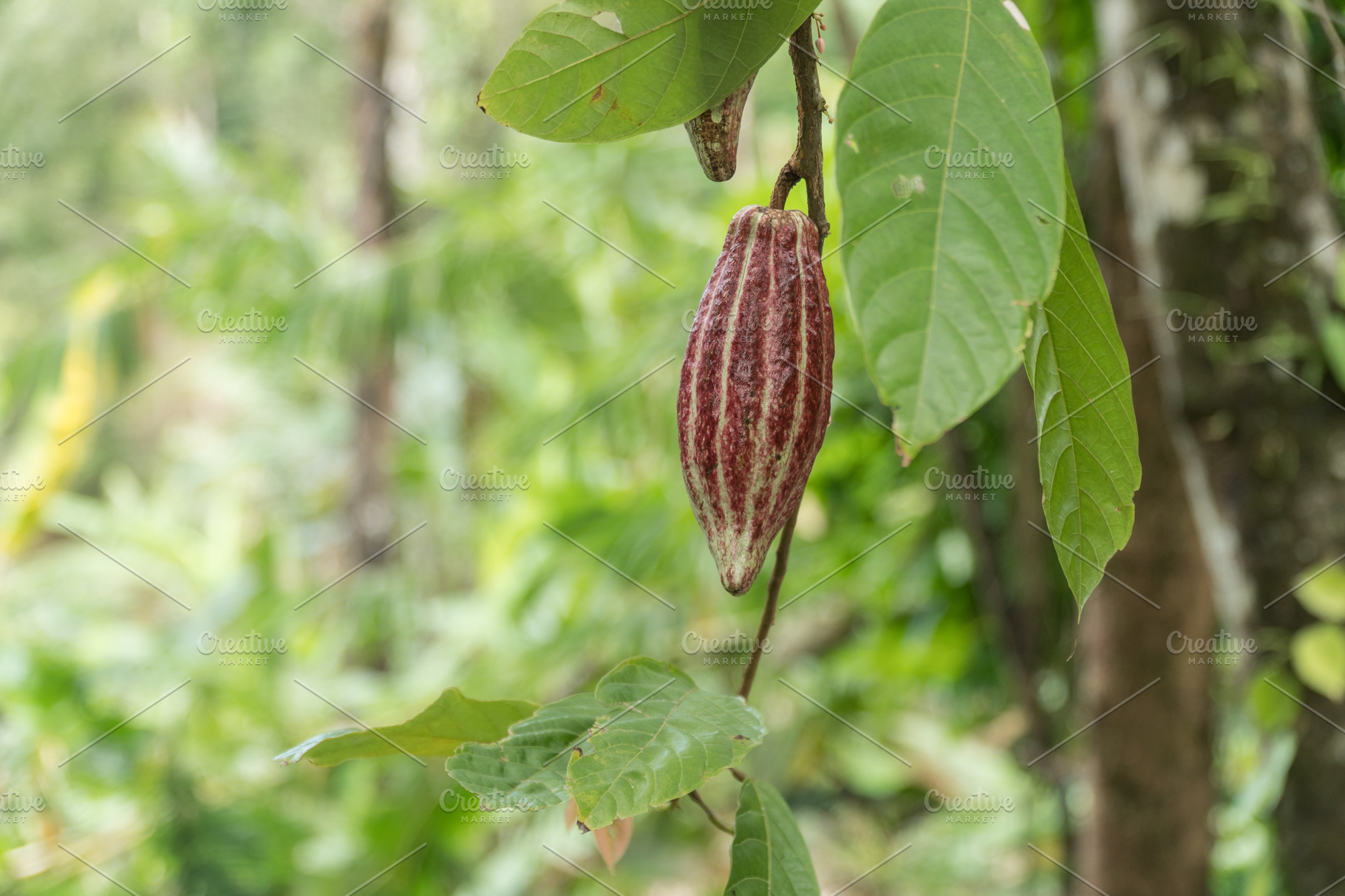 Cocoa Tree With Fruit Bali Indonesia Stock Photo Containing Branch And