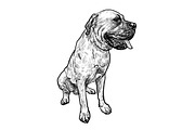 Drawing of mastiff dog | Animal Illustrations ~ Creative Market