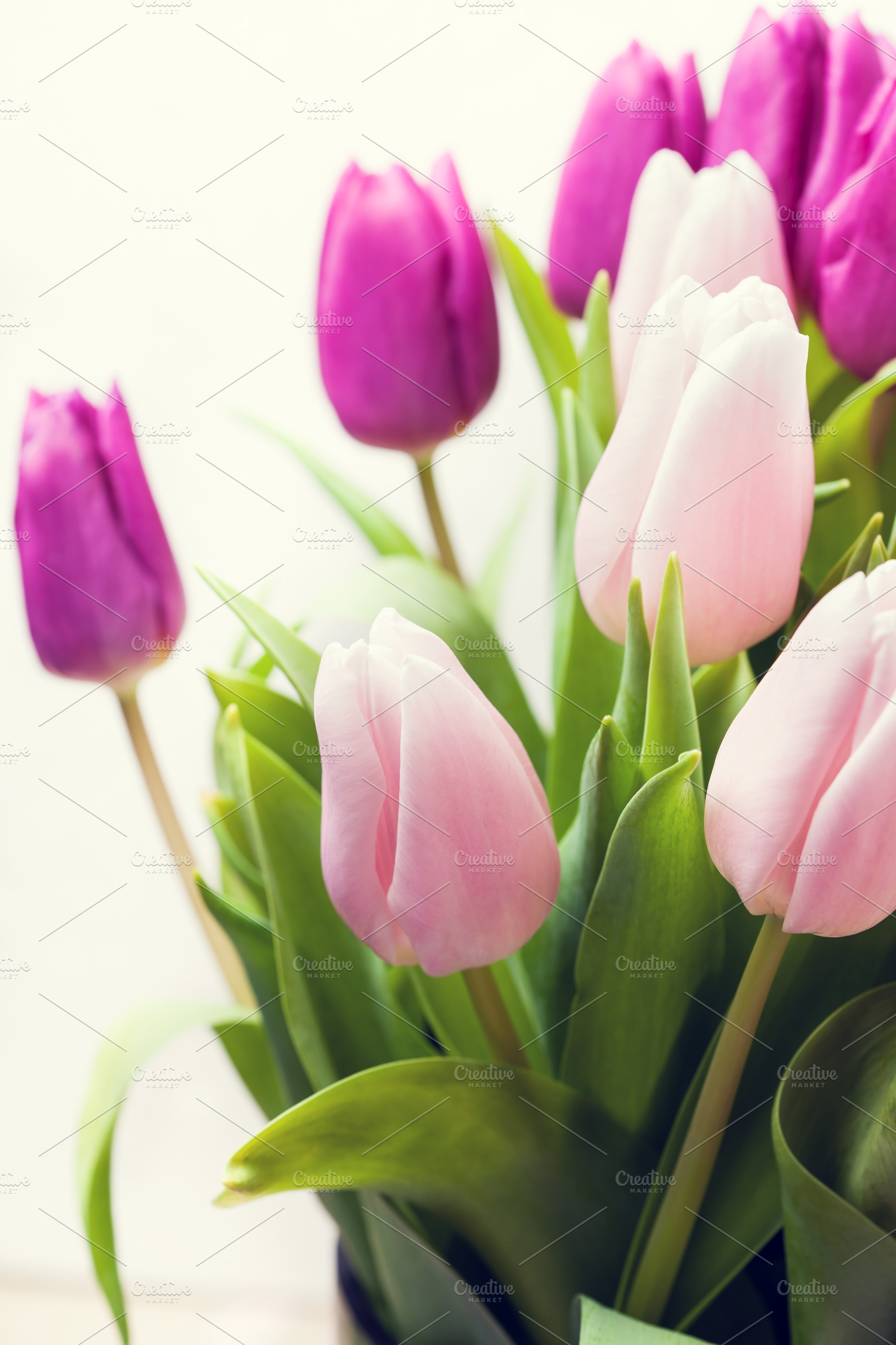 Beautiful pink and purple tulips on | High-Quality Stock Photos ...