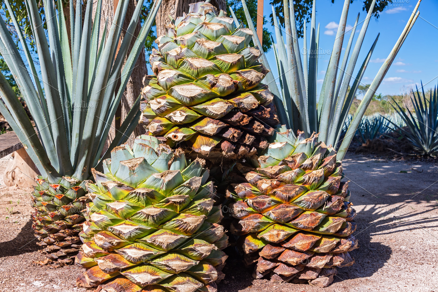 blue-agave-pineapples-food-images-creative-market