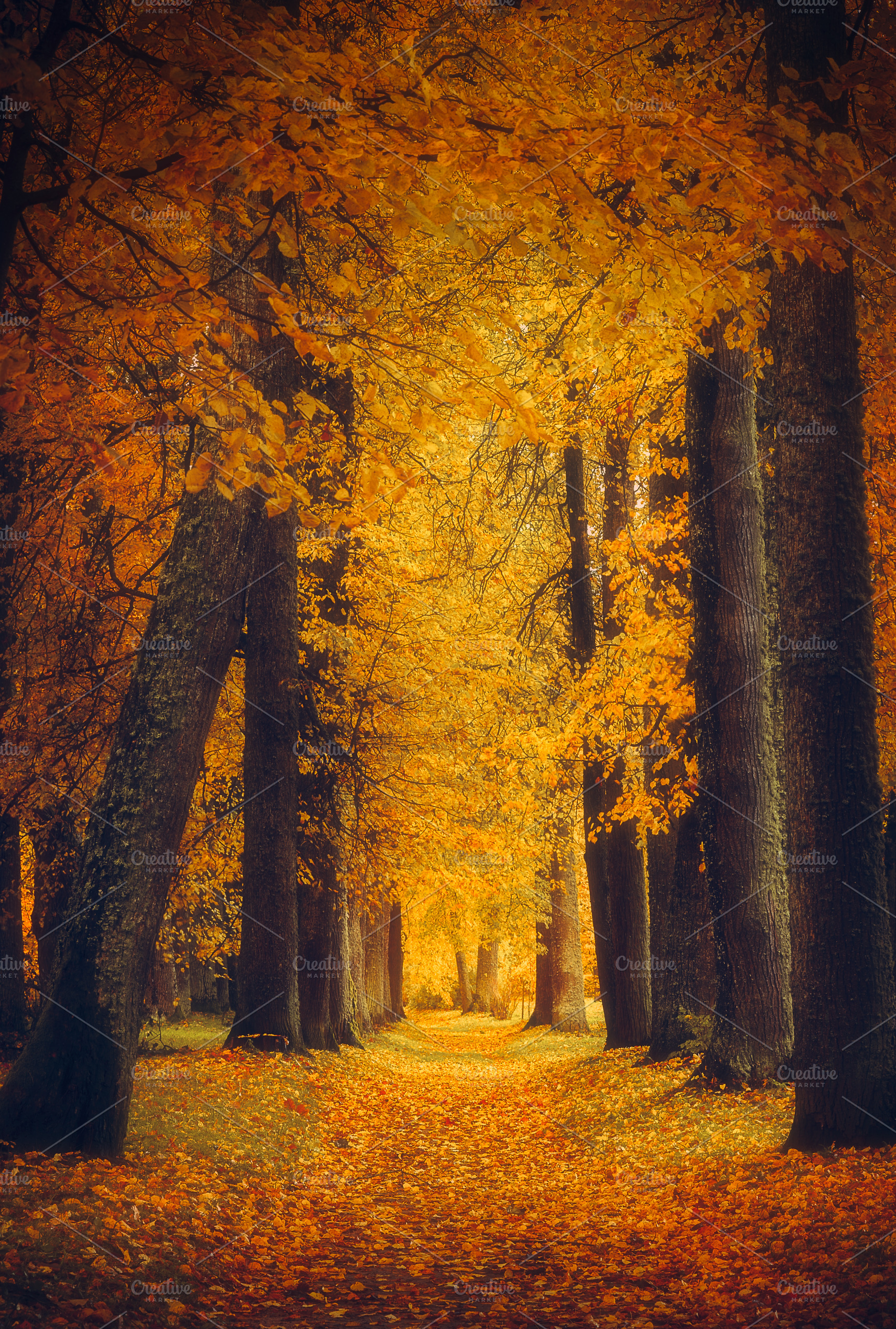 Autumn Forest Path High Quality Nature Stock Photos Creative Market