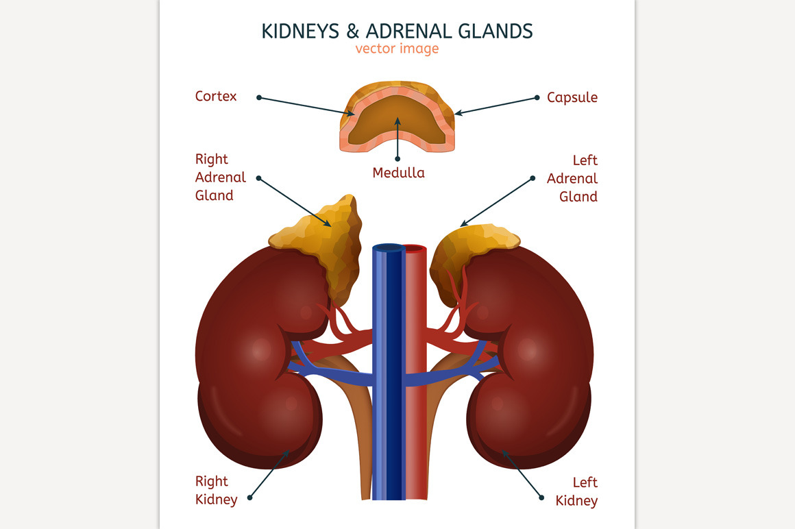 Kidneys & Adrenal Glands Education Illustrations Creative Market