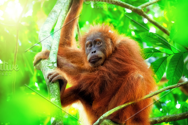 Orangutan Cute Baby In Forest High Quality Animal Stock Photos Creative Market