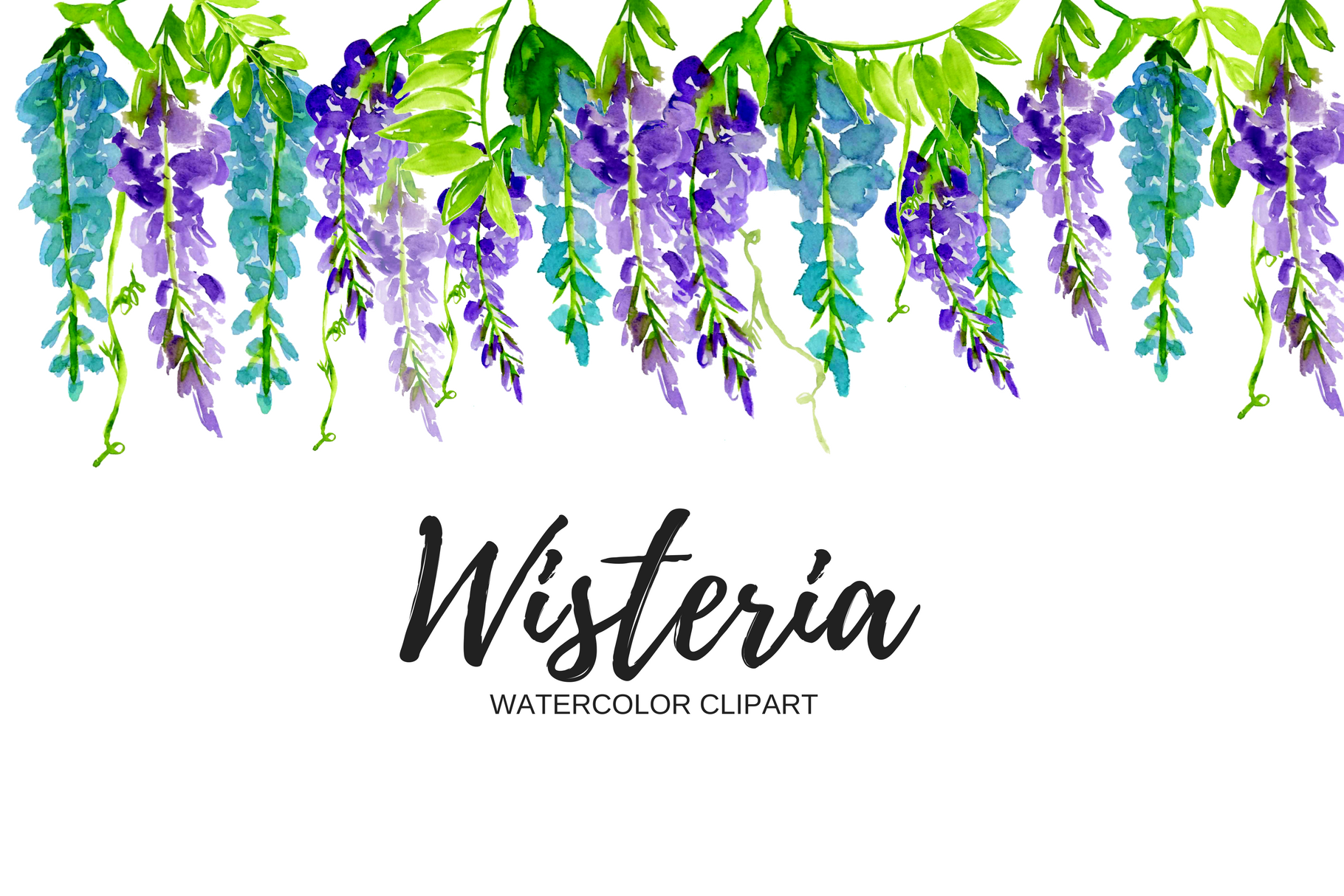 wisteria drawing clipart