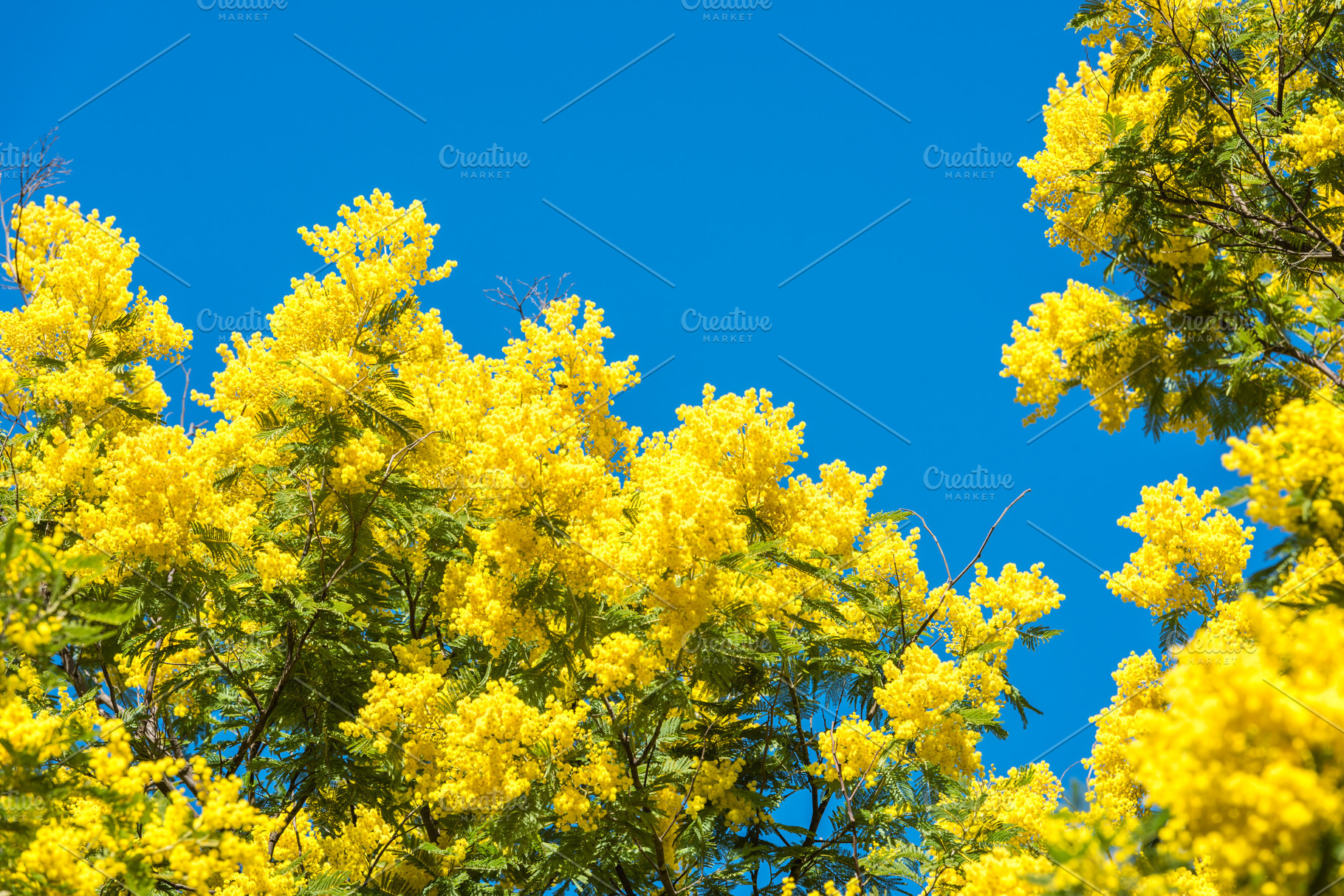 Yellow blooming of mimosa tree containing mimosa, tree, and yellow