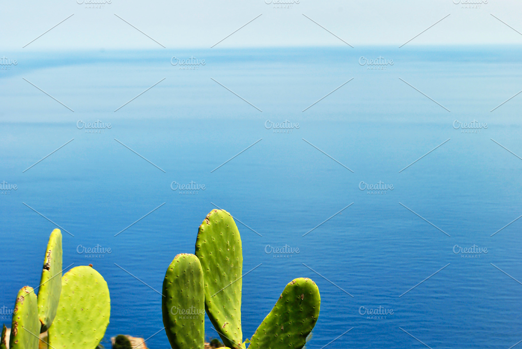 cactus plants with sea | Nature Stock Photos ~ Creative Market