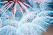 fluffy dandelion Wallpapers | Background Stock Photos ~ Creative Market