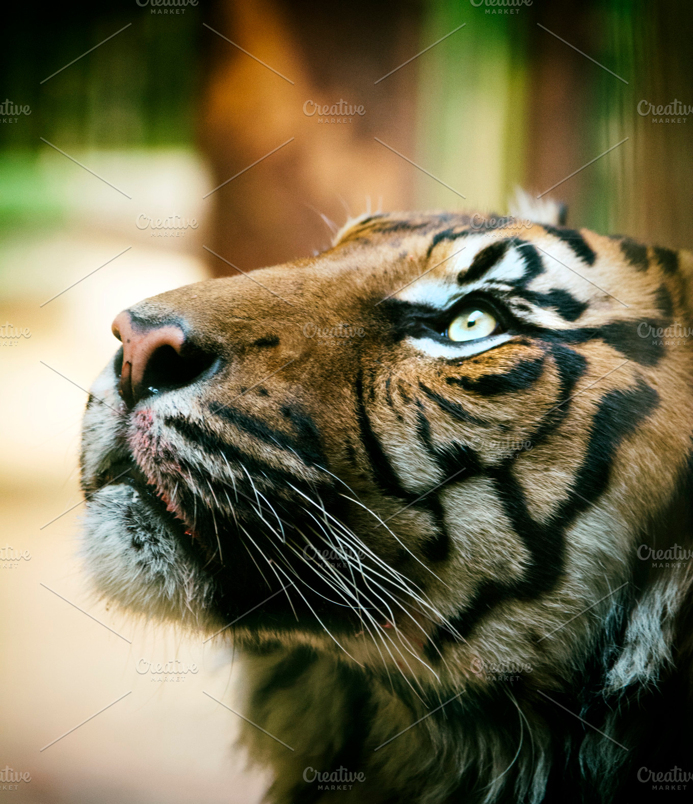 Tiger featuring tiger, detail, and wild | Animal Stock Photos ...